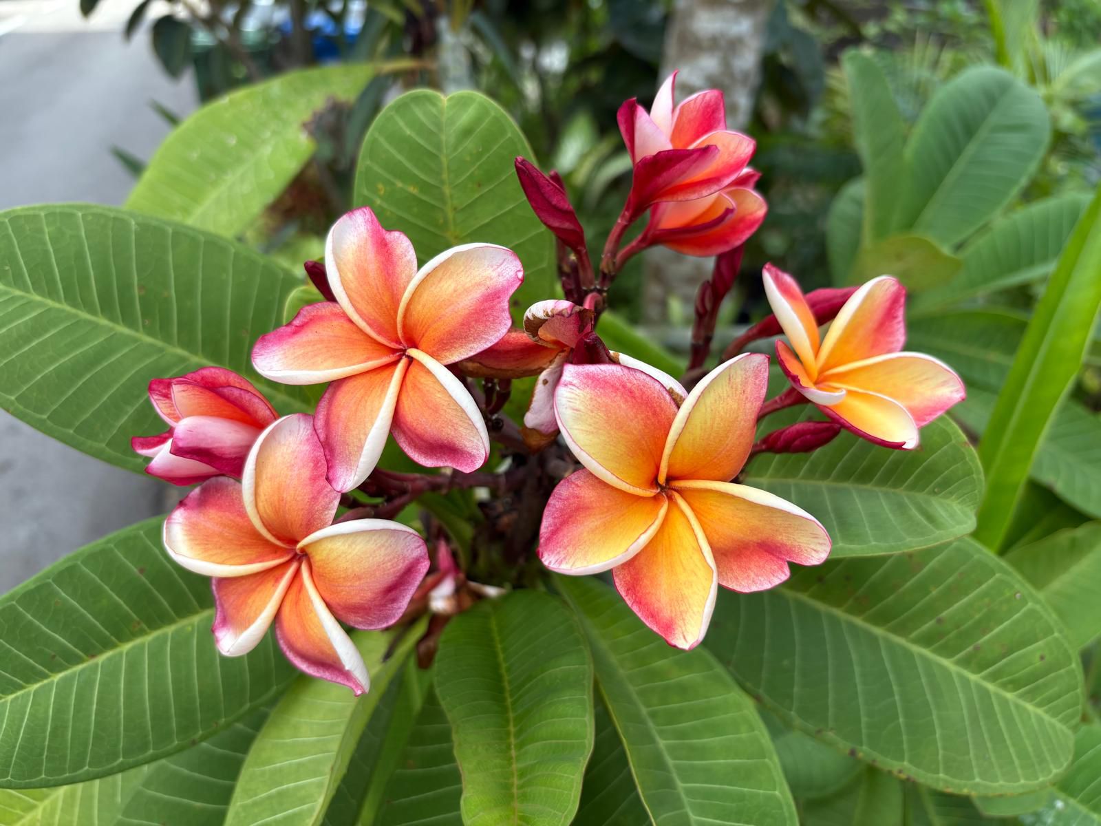 flower